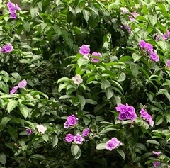 Brunfelsia pauciflora