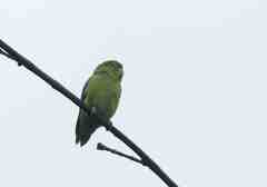 Forpus conspicillatus