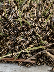 Paranaemia vittigera