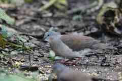 Leptotila plumbeiceps