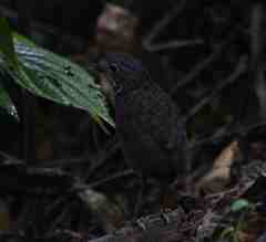 Grallaria guatimalensis