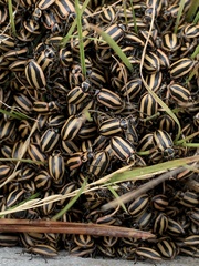 Paranaemia vittigera