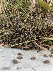 Paranaemia vittigera