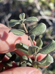 Lonicera subspicata denudata