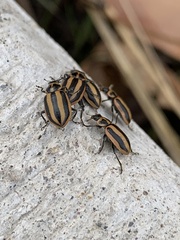 Paranaemia vittigera