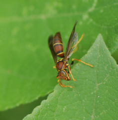 Polistes veracrucis