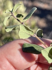 Lonicera subspicata denudata