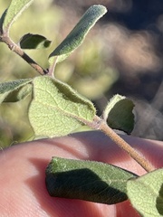 Lonicera subspicata denudata