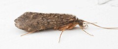 Hydrobiosidae