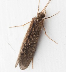 Hydrobiosidae