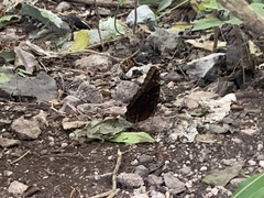 Morpho helenor montezuma