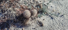 Mammillaria tetrancistra