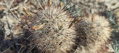 Mammillaria tetrancistra