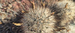 Mammillaria tetrancistra
