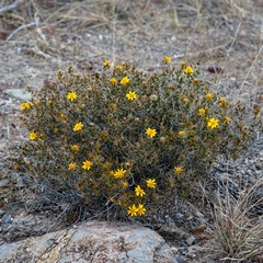 Thymophylla acerosa