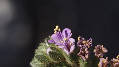 Phacelia crenulata minutiflora