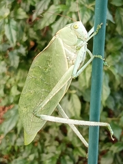 Stilpnochlora azteca