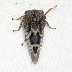 Cyrtolobus tuberosus