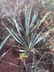 Yucca arkansana