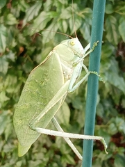 Stilpnochlora azteca