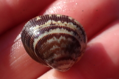 Laevicardium substriatum