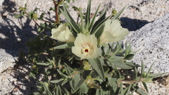 Mohavea confertiflora