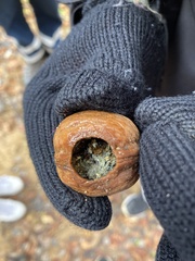 Muscardinus avellanarius