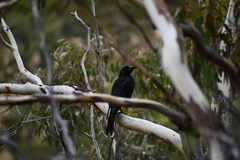 Strepera versicolor melanoptera