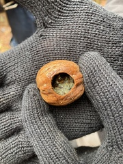 Muscardinus avellanarius