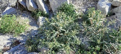 Mentzelia hirsutissima