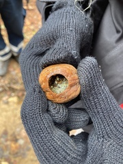 Muscardinus avellanarius