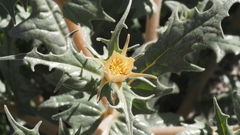 Mentzelia hirsutissima