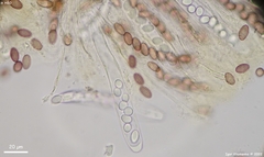 Ascobolus crenulatus