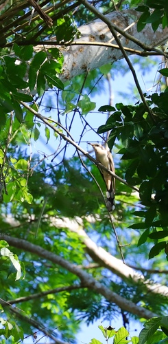 Coccyzus euleri