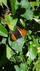 Siproeta epaphus epaphus
