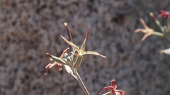 Lyrocarpa coulteri