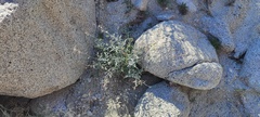Lyrocarpa coulteri