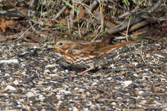 Passerella iliaca iliaca