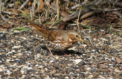 Passerella iliaca iliaca