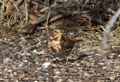 Passerella iliaca iliaca