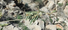 Horsfordia newberryi