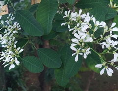 Euphorbia leucocephala