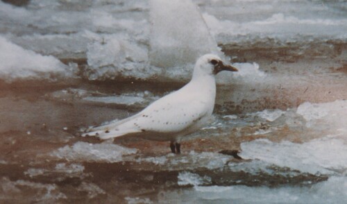 Ivory Gull, Lambton County, ON, Canada, photo 10 of 10
