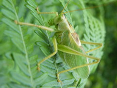 Tettigonia