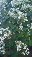 Euphorbia leucocephala