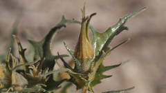 Mentzelia hirsutissima