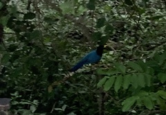Cyanocorax yucatanicus