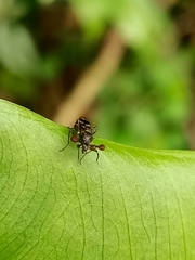 Teleopsis quadriguttata