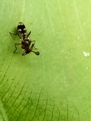 Teleopsis quadriguttata