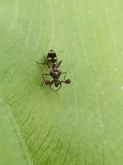 Teleopsis quadriguttata